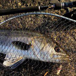 17EXSENCE4000MXG✖EXSENCE S903ML・MH/F ６５ｃｍ